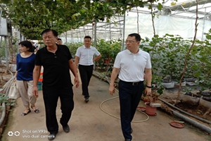 平度市副市長羅毅一行到訪農(nóng)業(yè)公司進(jìn)行參觀調(diào)研